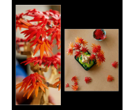 LEGO Botanicals 10348 Klon palmowy bonsai - 1331600 - zdjęcie 3